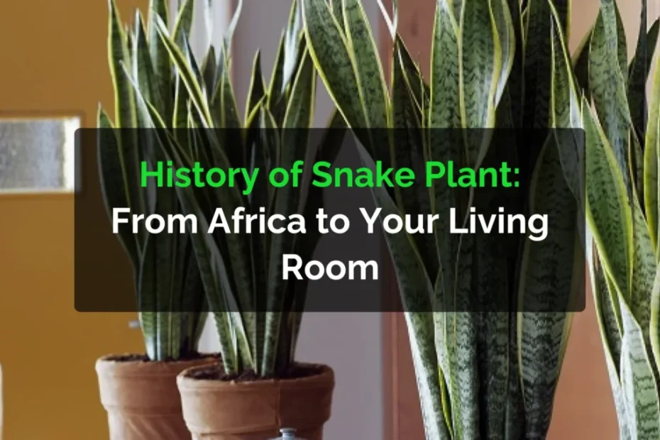 History Of Snake Plant From Africa To Your Living Room
