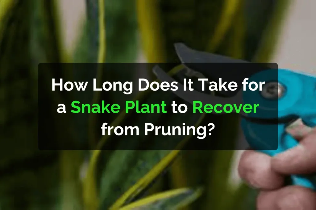How Long Does It Take For A Snake Plant To Recover From Pruning