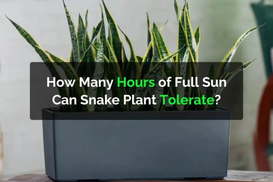 How Many Hours Of Full Sun Can Snake Plant Tolerate