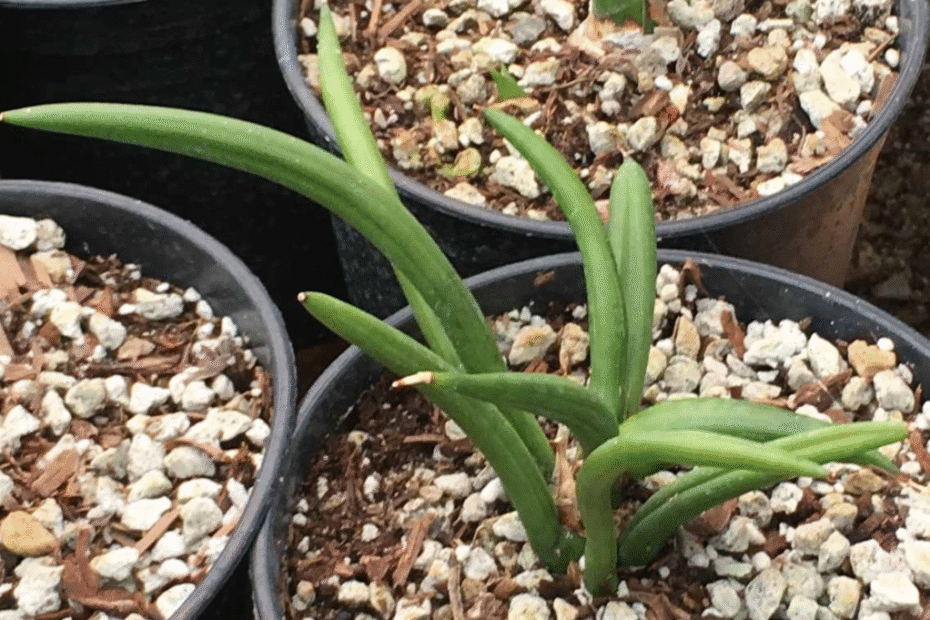 How To Plant Grow And Care For Sansevieria Canaliculata