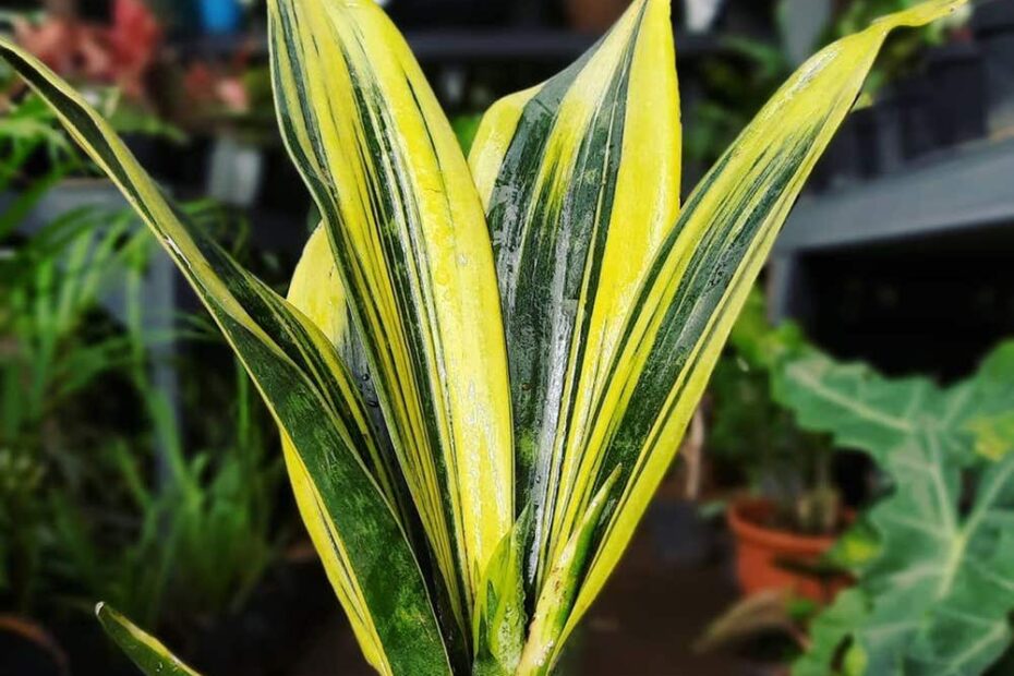 How To Plant Grow Care For Dracaena Trifasciata Golden Flame