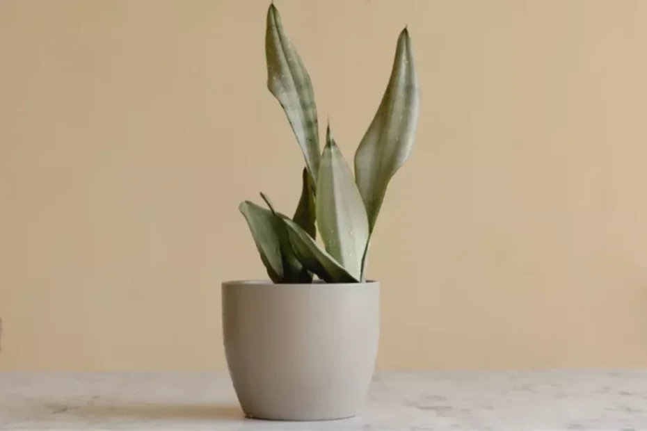 How To Plant Grow Care For Dracaena Trifasciata Silver Queen
