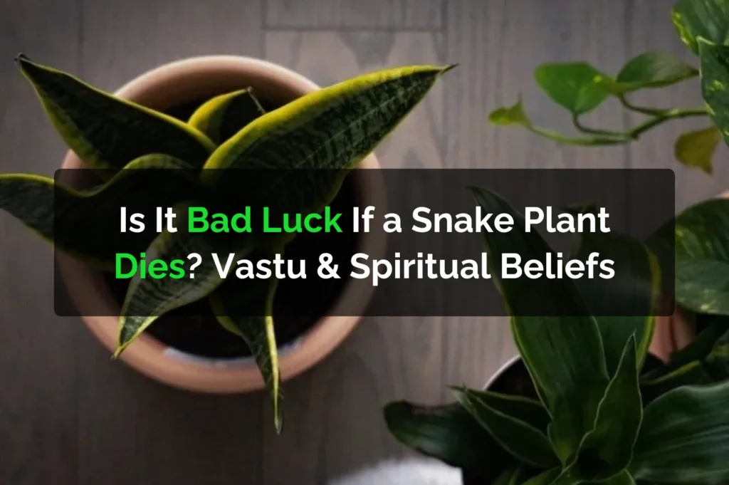Is It Bad Luck If A Snake Plant Dies Vastu Spiritual Beliefs