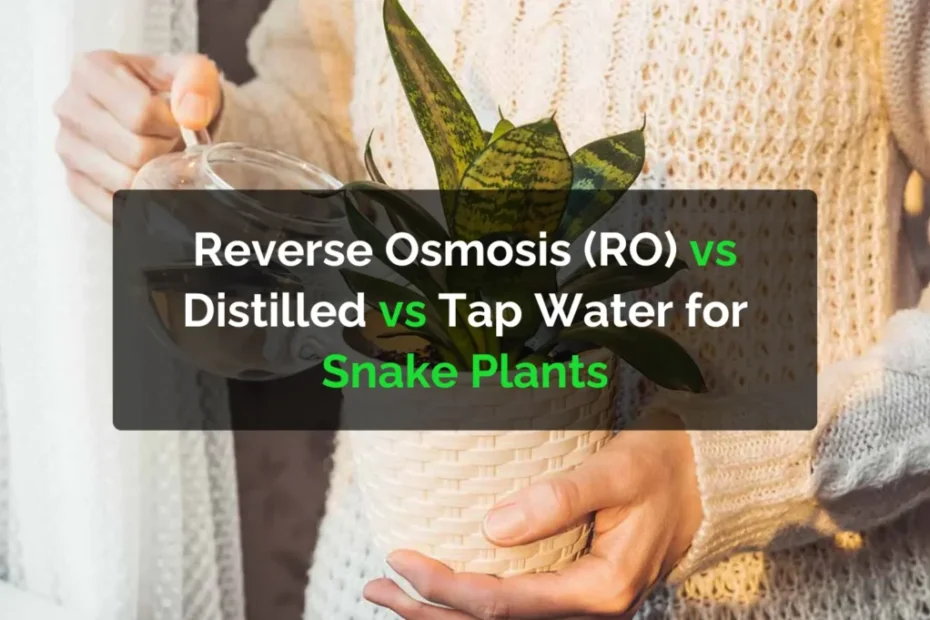 Reverse Osmosis Ro Vs Distilled Vs Tap Water For Snake Plants