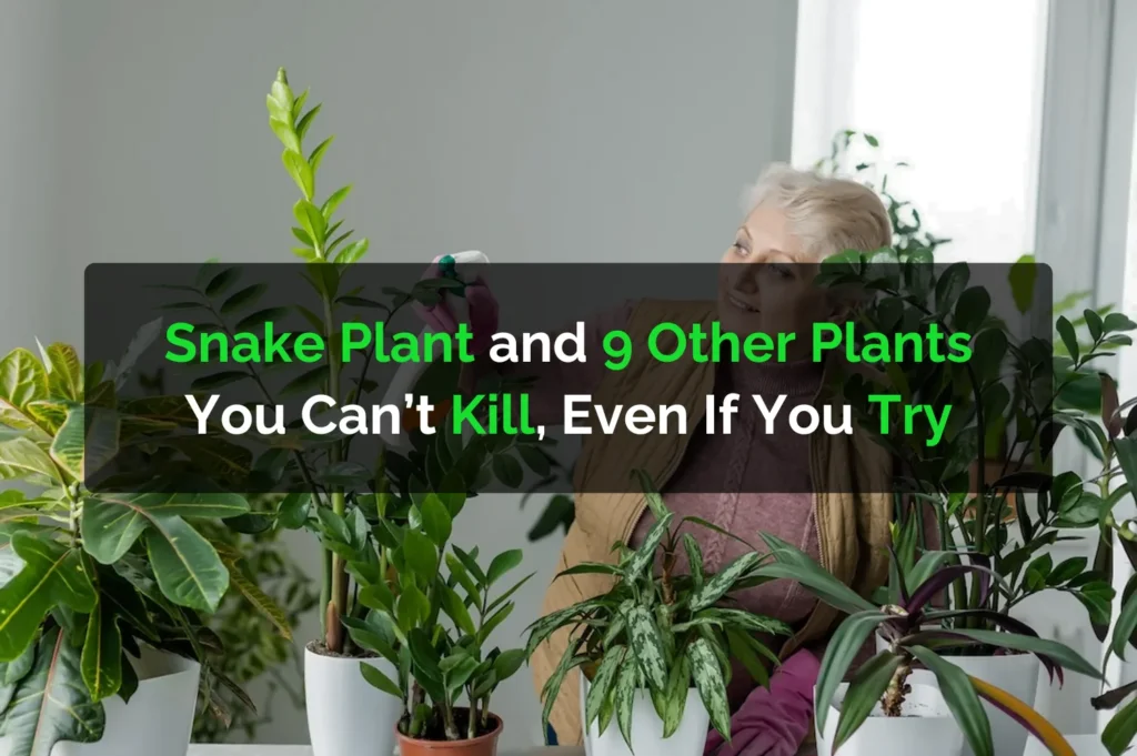 Snake Plant & 9 Other Unkillable Indoor Plants