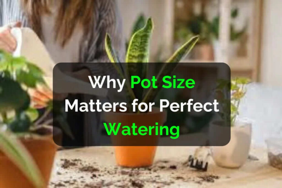 Snake Plant Care Why Pot Size Matters For Perfect Watering