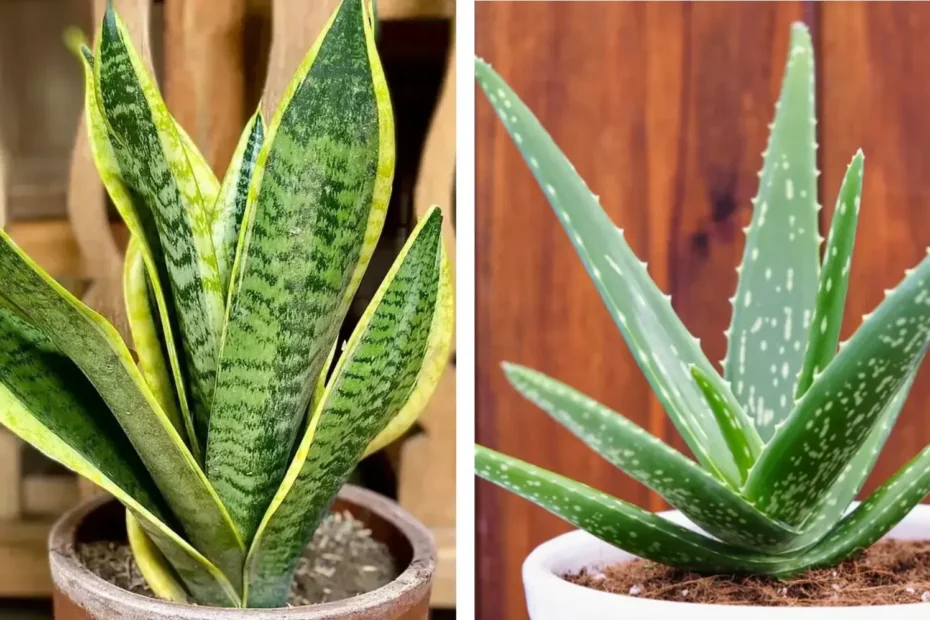 Snake Plant Vs Aloe Vera Which Is The Better Houseplant