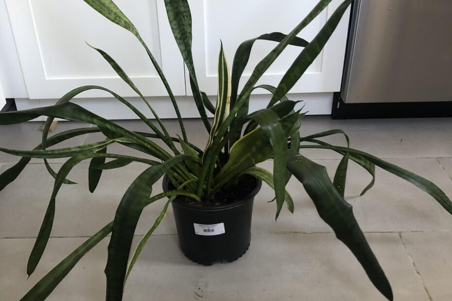 Why Is My Snake Plant Drooping Causes And How To Fix It