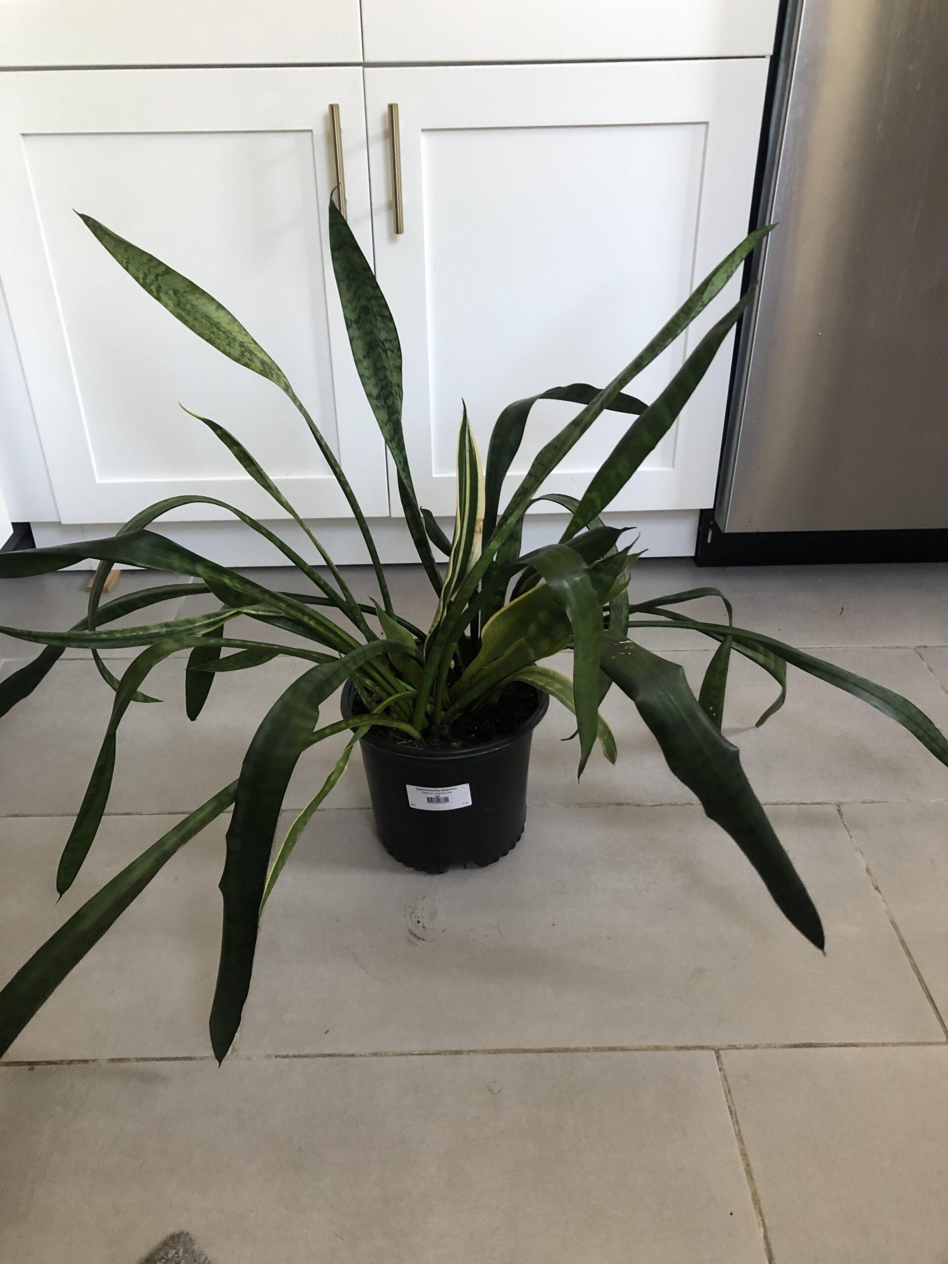 Why Is My Snake Plant Drooping Causes And How To Fix It