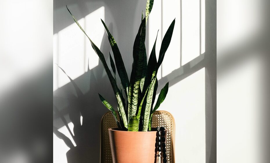 Does Snake Plant Clean Air At Night Or Day