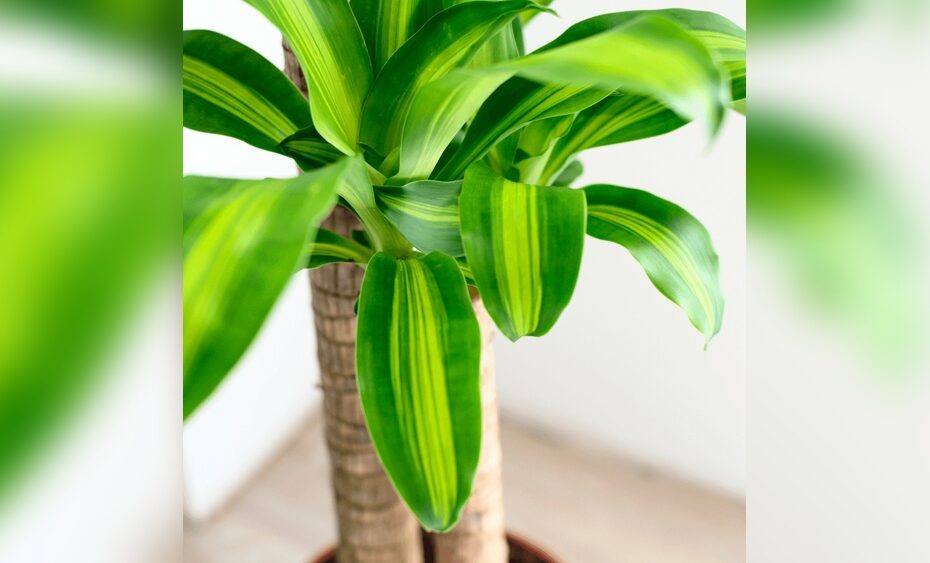 How to Care for a Corn Plant