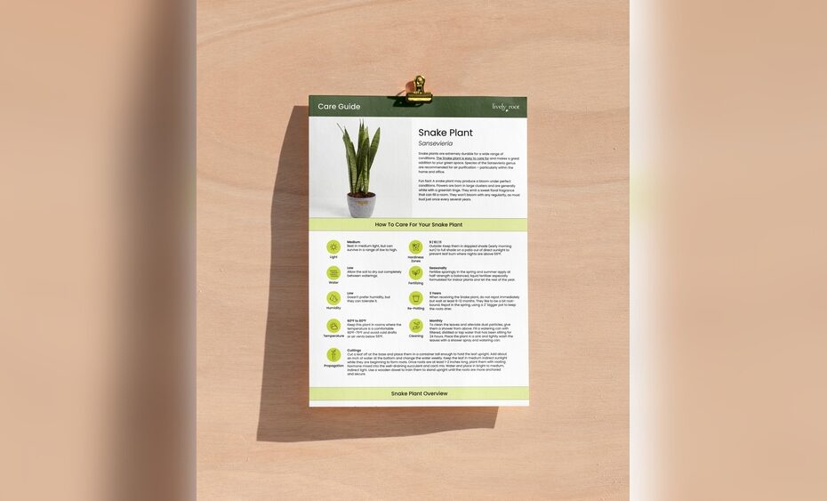 How To Fix Watering Issues In Your Snake Plant