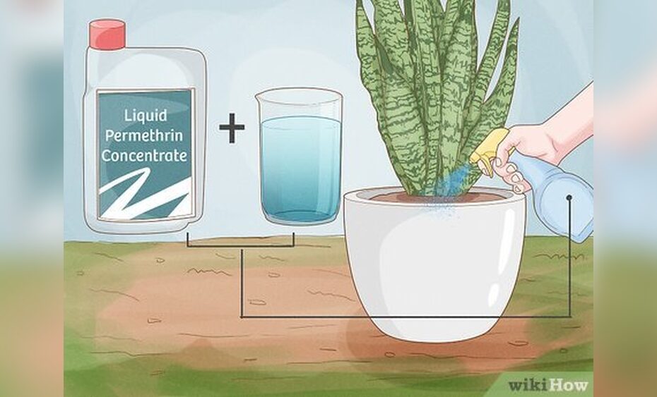 How to Get Rid of Ants in Potted Plants