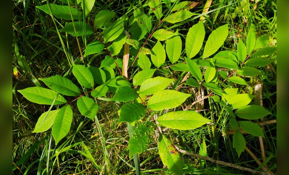 How to Get Rid of Poison Sumac Plants
