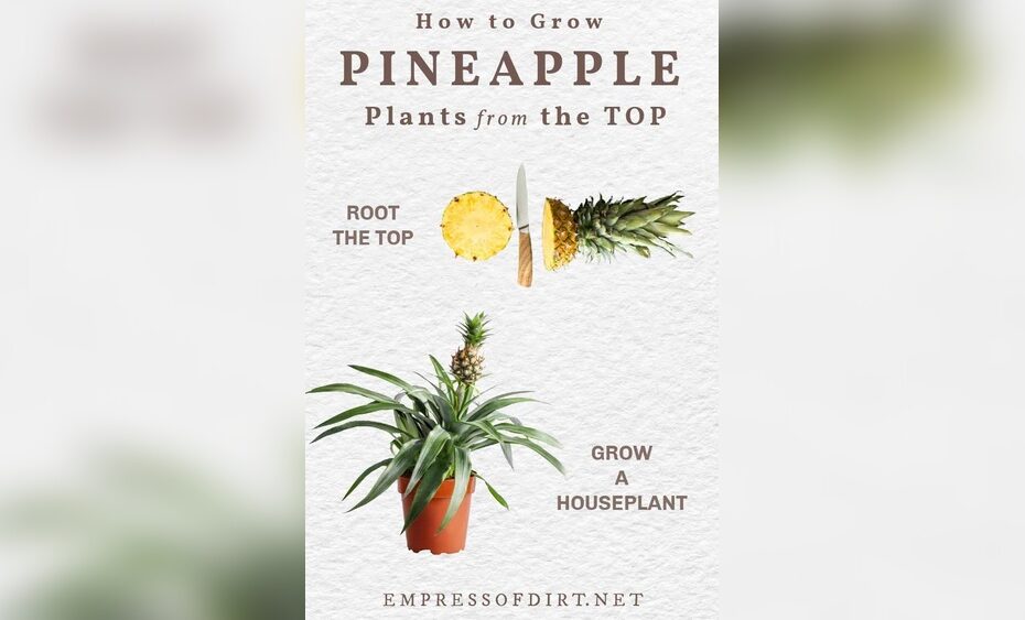 How to Grow a Pineapple Plant from the Top