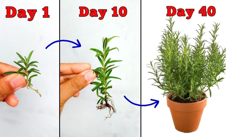 How to Grow a Rosemary Plant from a Cutting