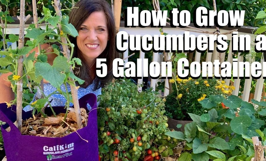 How to Grow Cucumber Plants in Pots