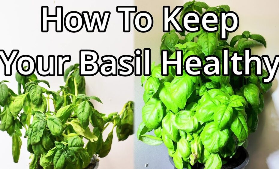 How to Keep a Basil Plant Alive