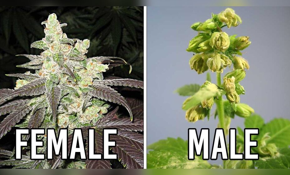 How to Make a Male Plant Female