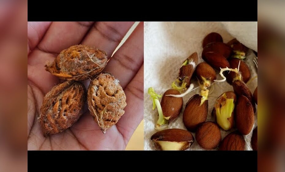 How to Plant a Peach Tree from Seed