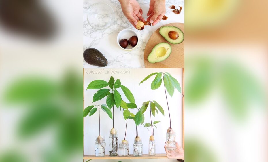 How to Plant an Avocado Seed Indoors