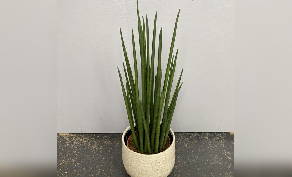 How To Plant Grow And Care For Sansevieria Bacularis