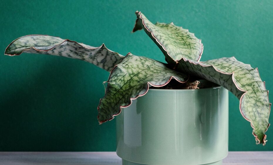 How To Plant Grow And Care For Sansevieria Kirkii