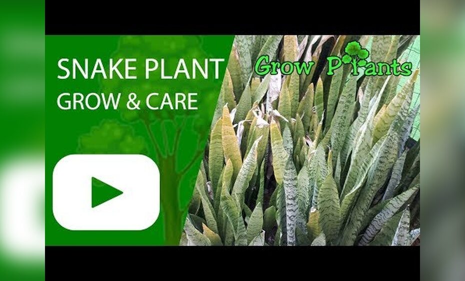 How To Plant Grow And Care For Sansevieria Patens