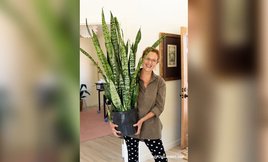 How To Plant Grow And Care For Sansevieria Zeylanica