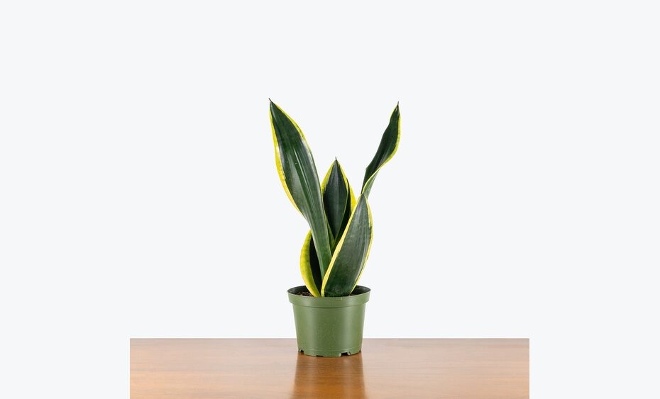 How To Plant Grow Care For Sansevieria Black Gold