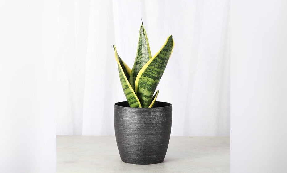 How To Plant Grow Care For Sansevieria Ehrenbergii Banana