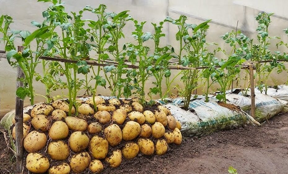 How to Plant Potatoes in a Bag