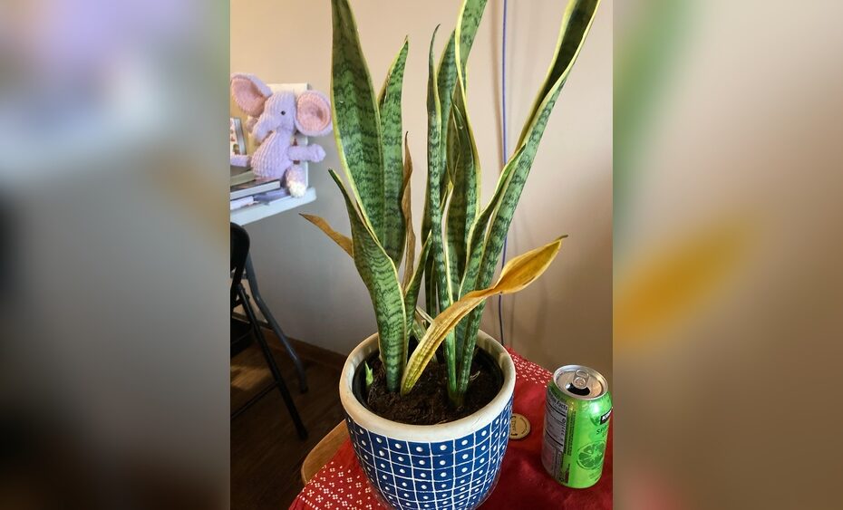 How To Remove Dead Leaves From A Snake Plant