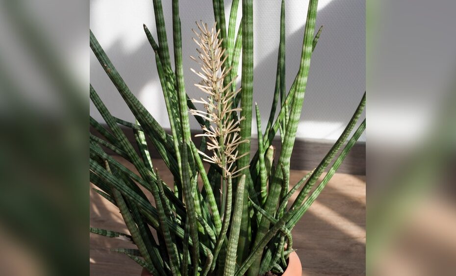 What Does It Mean When A Snake Plant Flowers