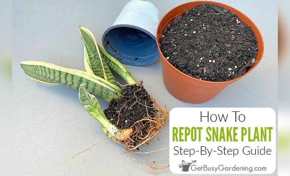 What Happens If You Dont Replant A Snake Plant