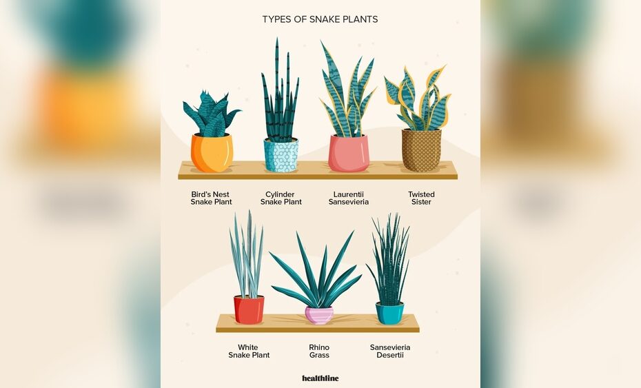 Which Snake Plant Variety Is Best For Feng Shui