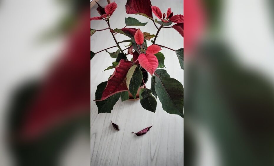 Why are the Leaves Falling off My Poinsettia Plant