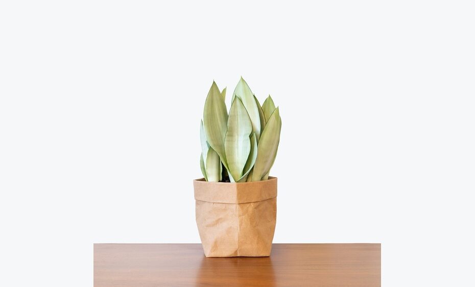 Why Snake Plants Are Trending On Instagram And Tiktok